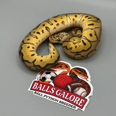 2025 Male Pastel Clown