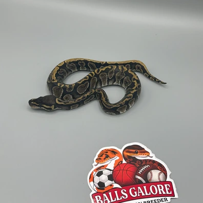 2025 Male Black Head GHI Het Desert Ghost