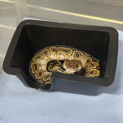 Male 2025 GHI YB Clown