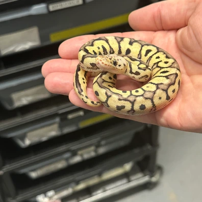 2025 Male Pastel Spotnose Clown