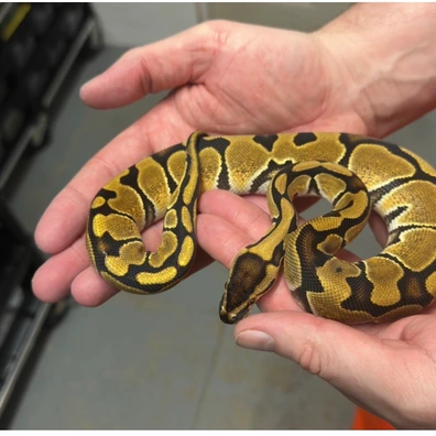 2025 Fire Het Clown Het Genetic Stripe Ball Python - female for sale from Balls Galore UK