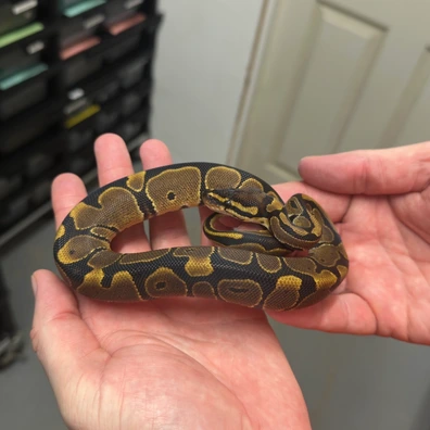 2025 Male Het Sunset Ball Python - male for sale from Balls Galore UK