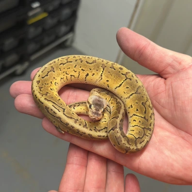 2025 Male Pastel Pinstripe Het Sunset Ball Python - male for sale from Balls Galore UK