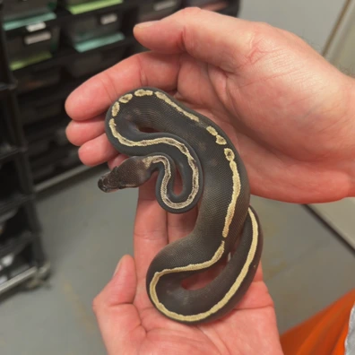 Blackhead GHI Mojave Het Desert Ghost Ball Python - male for sale from Balls Galore UK