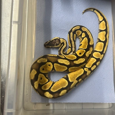 Female Fire Spotnose Het Clown Het Genetic Stripe Ball Python - female for sale from Balls Galore UK