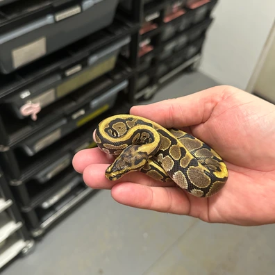 Female Blade Spotnose Het Clown Ball Python - female for sale from Balls Galore UK