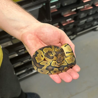 Male Spotnose Clown Ball Python - male for sale from Balls Galore UK