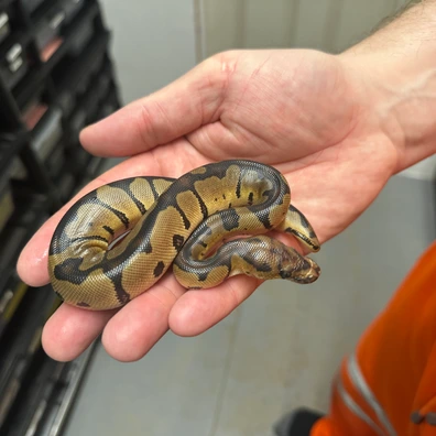 Male Blade Clown Ball Python - male for sale from Balls Galore UK