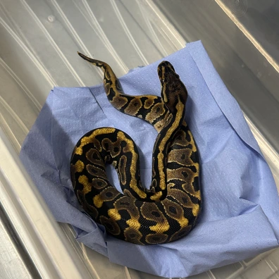 Female Hurricane Spotnose Het Clown Ball Python - female for sale from Balls Galore UK