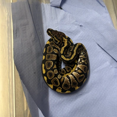 Blade Spotnose Het Clown Ball Python - male for sale from Balls Galore UK