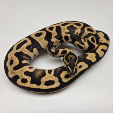Leopard YB Desert Ghost Male '25 Ball Python - male for sale from The Ballsnake Bakery