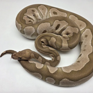 Mojave Clown Het Desert Ghost Female '23 Ball Python - female for sale from The Ballsnake Bakery