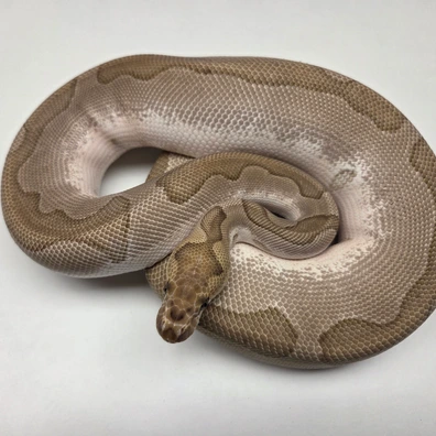 Mojave Enchi Clown Het Desert Ghost Female '23 Ball Python - female for sale from The Ballsnake Bakery
