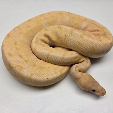 Banana Pinstripe Desert Ghost Clown Male '24 Ball Python - male for sale from The Ballsnake Bakery