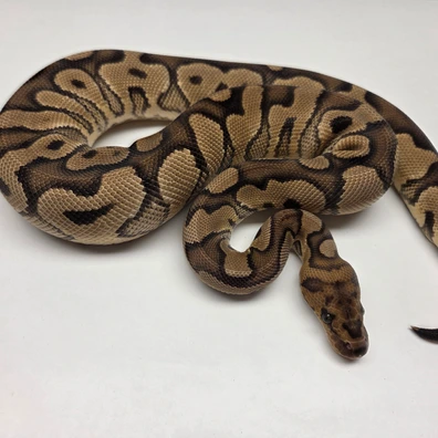 YB Clown Het Desert Ghost Female '24 Ball Python - female for sale from The Ballsnake Bakery