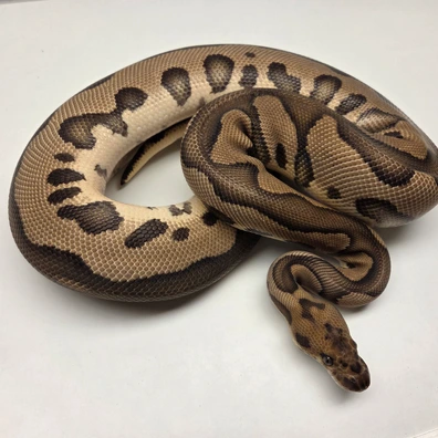 Leopard Clown Het Desert Ghost Female '23 Ball Python - female for sale from The Ballsnake Bakery