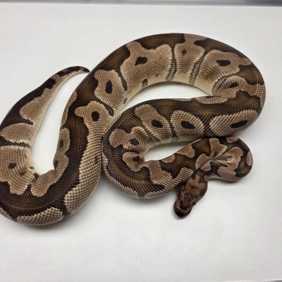 Clown Het Desert Ghost Female '23 Ball Python - female for sale from The Ballsnake Bakery
