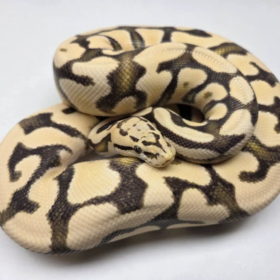 Pastel YB Cryptic Desert Ghost Female '22 Ball Python - female for sale from The Ballsnake Bakery
