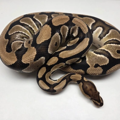 Crypton Het Desert Ghost Female '22 Ball Python - female for sale from The Ballsnake Bakery