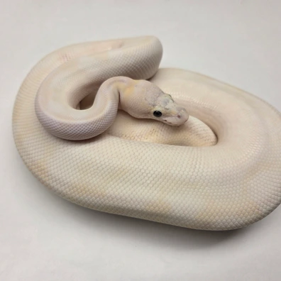 Pastel Ivory Desert Ghost Poss. Cryptic Female '22 Ball Python - female for sale from The Ballsnake Bakery