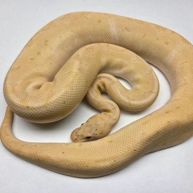 Banana Pinstripe Clown Het Desert Ghost Female '20 Ball Python - female for sale from The Ballsnake Bakery