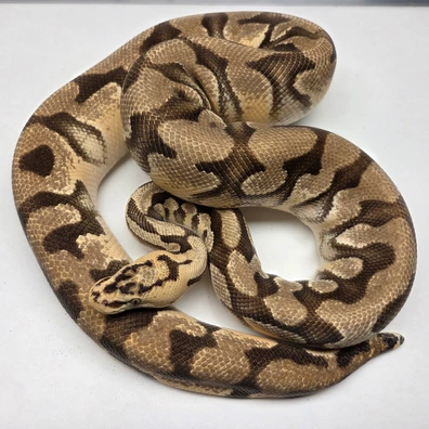 Pastel Enchi YB Crypton Het Desert Ghost Female '21 Ball Python - female for sale from The Ballsnake Bakery