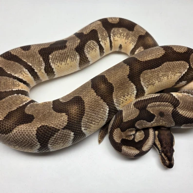 Orange Dream Enchi Het Desert Ghost Clown Female '22 Ball Python - female for sale from The Ballsnake Bakery