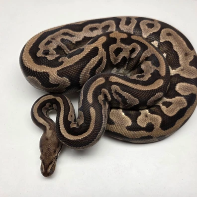 Leopard Phantom Spotnose Het Desert Ghost Female '22 Ball Python - female for sale from The Ballsnake Bakery