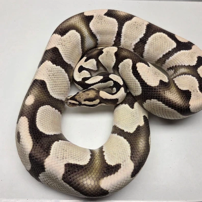 Orange Dream Desert Ghost Female '21 Ball Python - female for sale from The Ballsnake Bakery