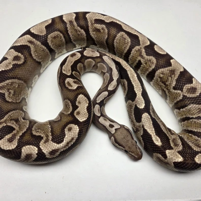 GHI Fire Het Desert Ghost Female '17 Ball Python - female for sale from The Ballsnake Bakery