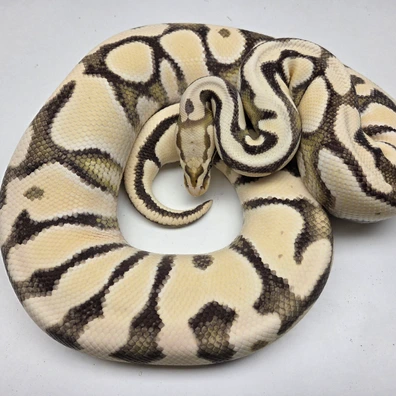 Pastel YB Cryptic Desert Ghost Female '19 Ball Python - female for sale from The Ballsnake Bakery
