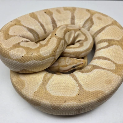 Pastel Banana Enchi Female '16 Ball Python - female for sale from The Ballsnake Bakery