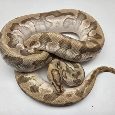 Pastave Enchi Crypton Het Desert Ghost Male '20 Ball Python - male for sale from The Ballsnake Bakery