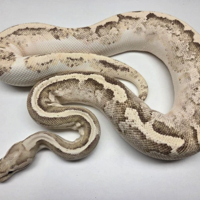 Disco Fire Female '16 Ball Python - female for sale from The Ballsnake Bakery