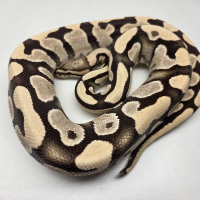YB Desert Ghost Het Cryptic Male '17 Ball Python - male for sale from The Ballsnake Bakery