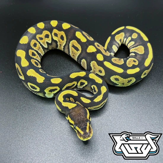 Mystic Or Mojave 100% Het Clown Ball Python by Balls Of Fury Ball Pythons