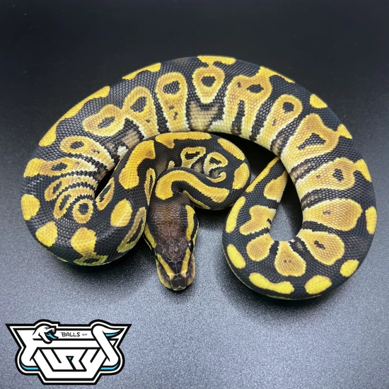 Mystic Or Mojave 100% Het Clown Ball Python by Balls Of Fury Ball Pythons