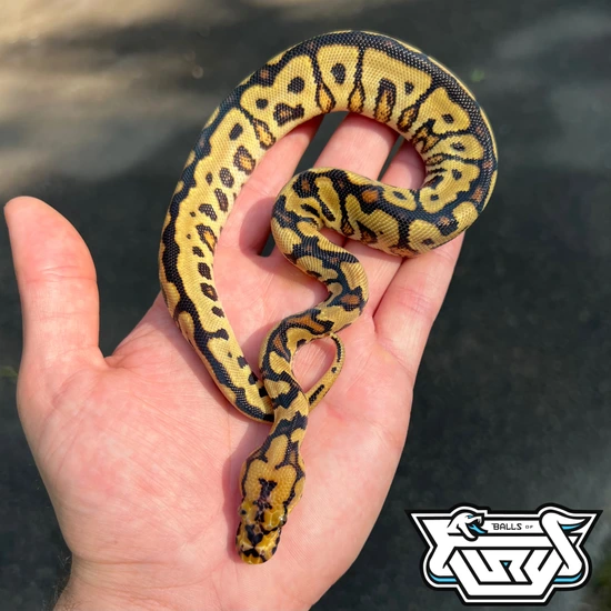Yellowbelly Spotnose Clown Ball Python by Balls Of Fury Ball Pythons