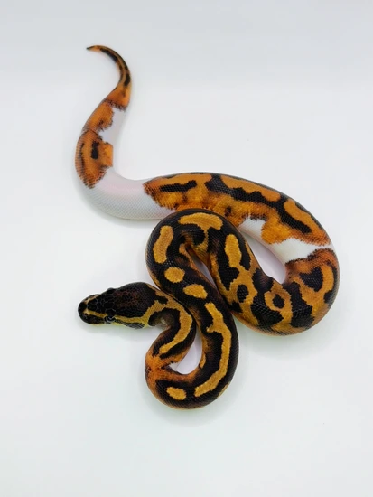 Black Head Red Gene Piebald 100% Het Lavender Albino Ball Python by ...
