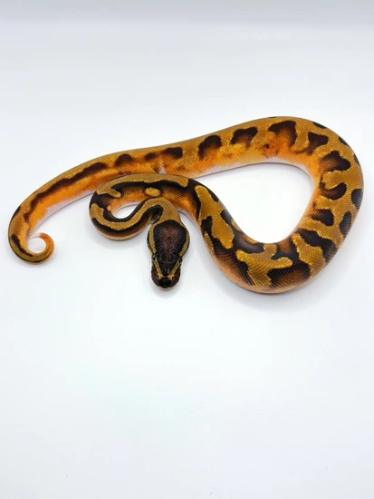 ココナッツベイビー 2018 Lavender Albino Spider Ball Python For Sale