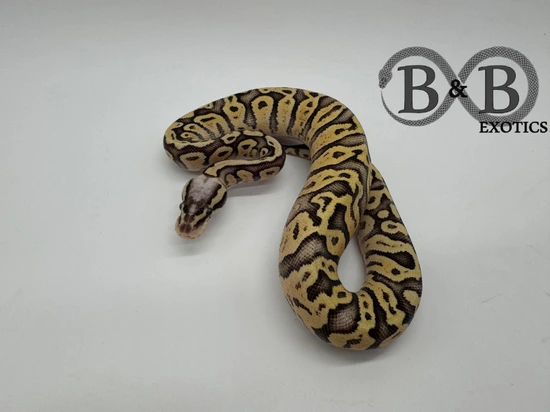 Super Pastel Trick Pos Fire Ball Python by B&B Exotics