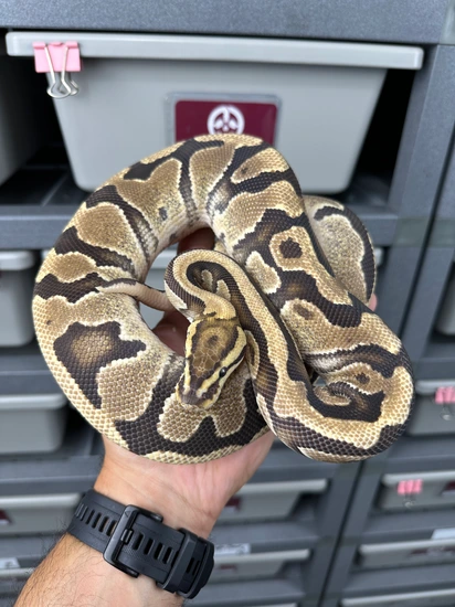 Fire Leopard Pos OD TH DG Clown Pied Ball Python by Bane of my Exotics