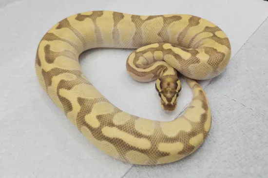 Butter Fire Enchi Ball Python by Paranormal Pythons