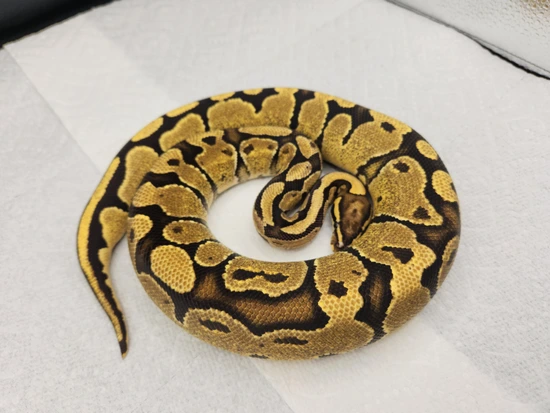 Fire Ball Python by Paranormal Pythons