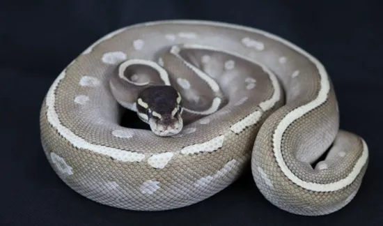 Blackhead Mojave Phantom Red & Ringer Ball Python by Hognose.UK