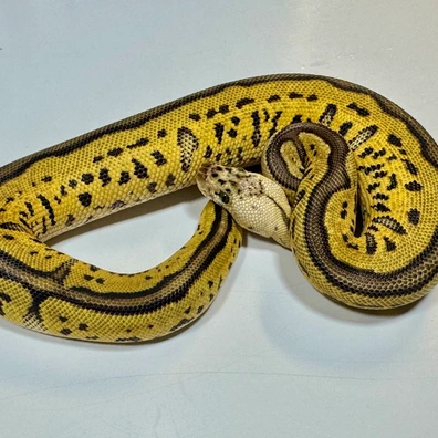 Female Batman Redstripe Pastel Clown