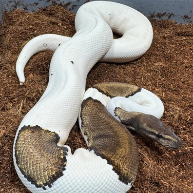 Leopard Phantom Poss Yb Pied Ball Python - male for sale from Hognose.UK