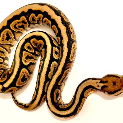 Black Pastel Spotnose Red Stripe Het Clown Ball Python - female for sale from Jballs
