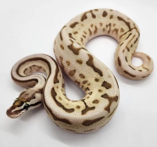 Ball Python Butter Leopard Female Black Pastel Leopard Butter Spider Het Lavender Albino Ball ...