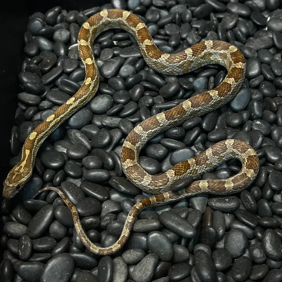 Caramel Het Hypo Het Scaleless Corn Snake by Fire Horse Exotics LLC